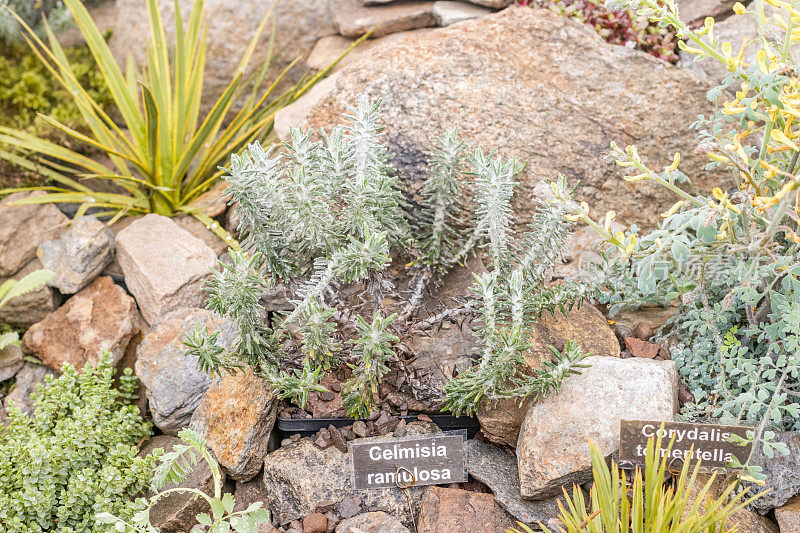 常绿高山“Celmisia ramulosa”在英国伦敦